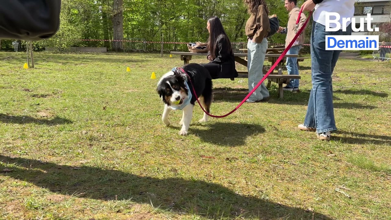 Dans cette université, les chiens sont acceptés le temps d'une journée… et ça change tout