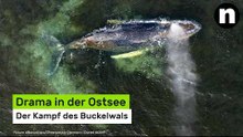 Drama in der Ostsee: Der Kampf des Buckelwals
