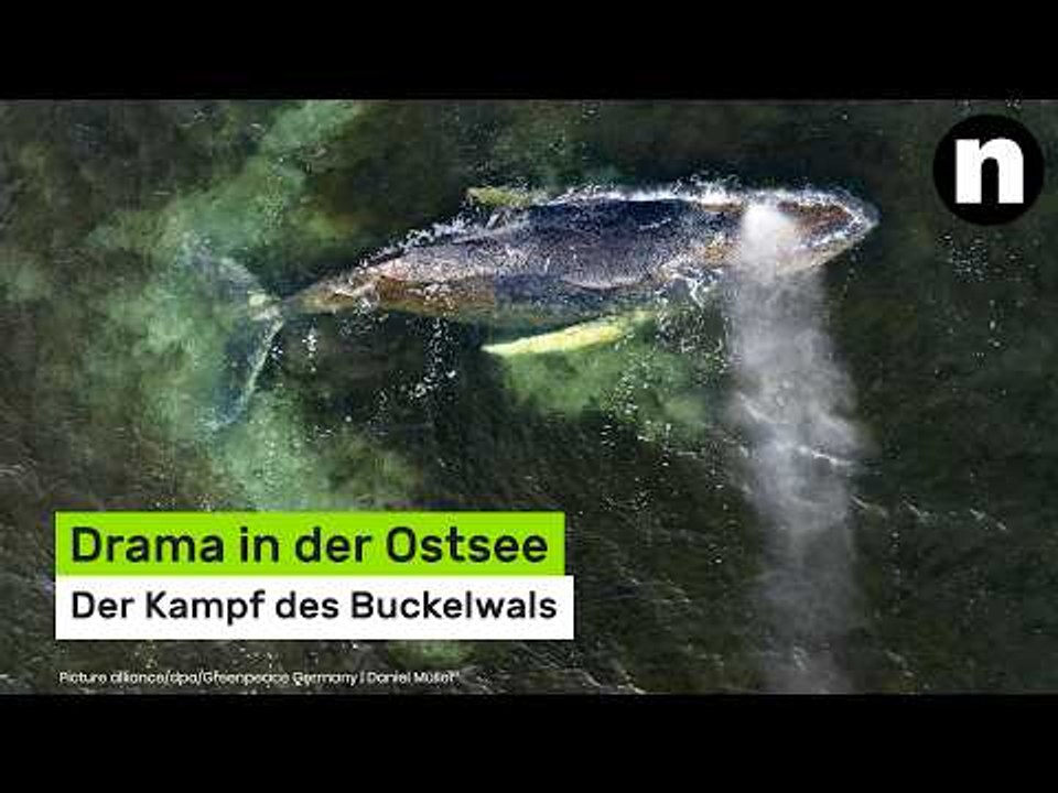 Drama in der Ostsee: Der Kampf des Buckelwals