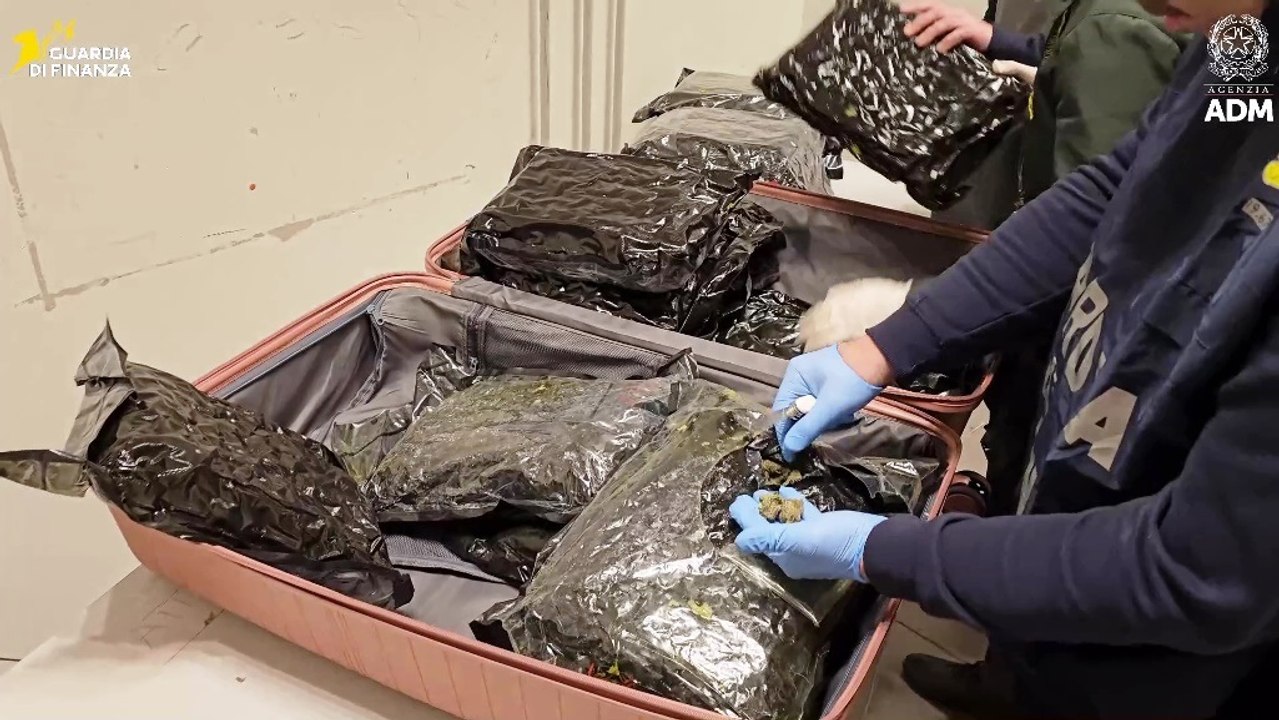 Malpensa, 17 chili di marijuana nel bagaglio: arrestata cittadina statunitense (31.03.26)