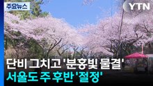 [날씨] 단비 그치고 '분홍빛 물결'...서울도 주 후반 '절정' / YTN
