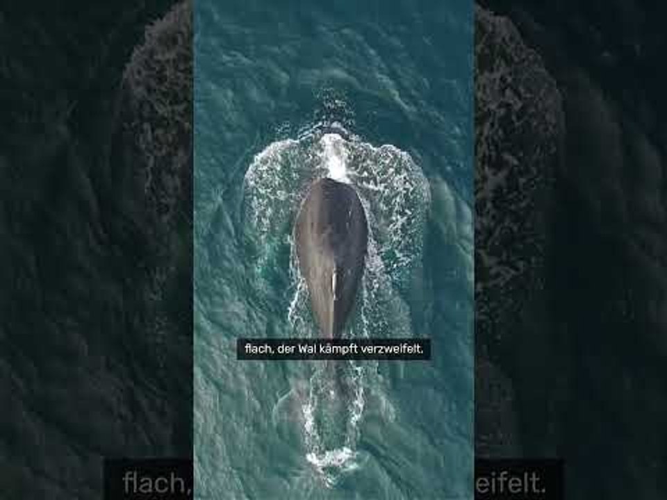 No Glomex Drama in der Ostsee: Der Kampf des Buckelwals