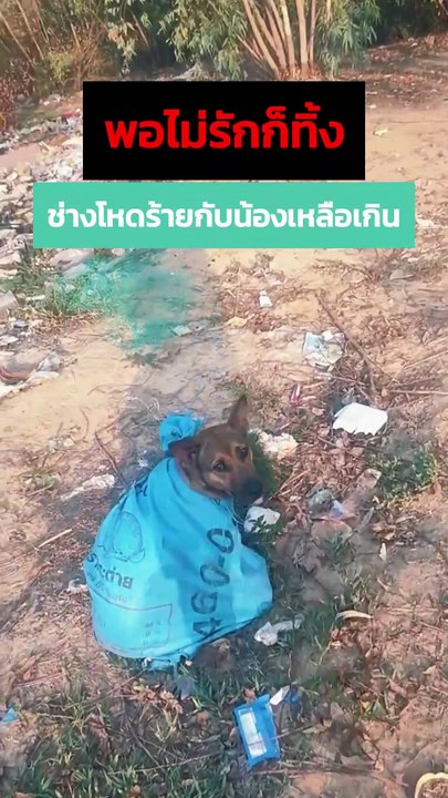 เจ้าตูบสุดน่าสงสาร ถูกจับมัดใส่กระสอบเอามาปล่อยทิ้ง