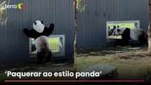 Pandas gigantes encantam internautas ao ‘flertarem’ em zoológico nos EUA