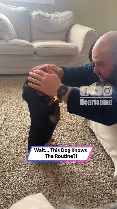 Tiny Dachshund Jeff Dances to “Head, Shoulders, Knees & Toes”|| Heartsome 💖