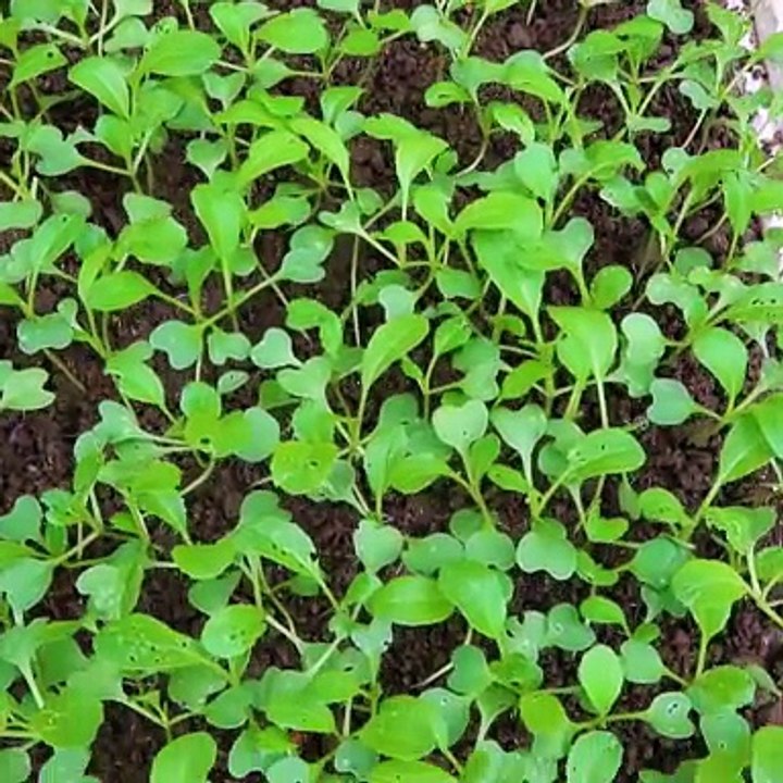 Growing Onions and Greens Without a Garden! 🌿