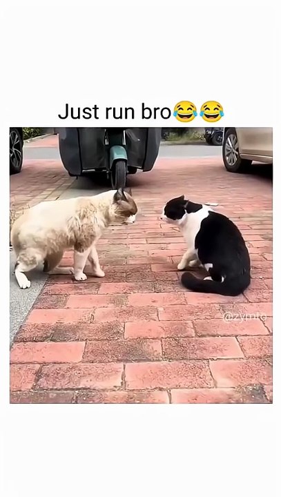 Funny cat😂😂😂