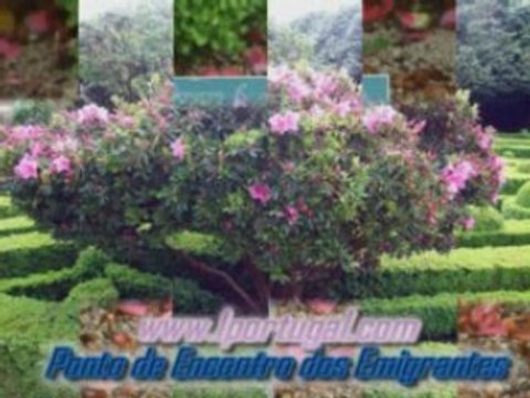 Vila Real - Traz os Montes - Solar dos Mateus - 2