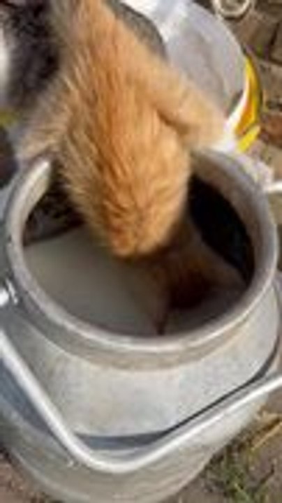 Cat Falls Into Milk Can While Drinking