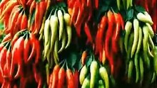 This Chili Is So Hot It Will Blow Your Mind 🔥🌶️