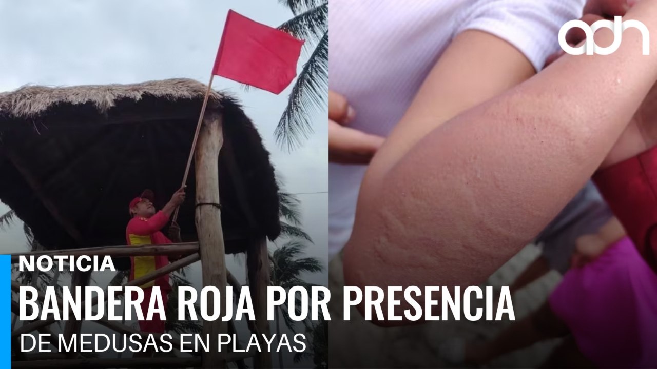 Activan bandera roja por presencia de medusas en playas de Paraíso, Tabasco