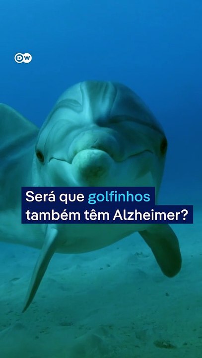 Assim como humanos, golfinhos podem ter alzheimer