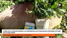 A DÍAS DE LA COSECHA GRUESA, LA COOPERATIVA LAS TUNAS BUSCA SOSTENER LOS $380 DE LA HOJA VERDE