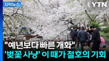 [자막뉴스] 제주도에서 내륙으로 번지는 중...다가오는 '벚꽃' 절정 / YTN