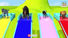 Long Slide Game With Elephant  Cow Lion Crossing swimming pool - 3d Animal Game - Funny 3d Animals