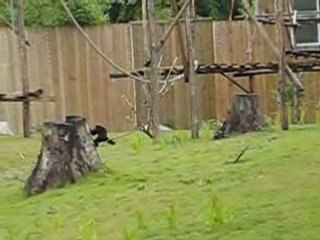 un singe au zoo