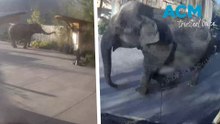 Escaped elephant strolls through zoo, snacks on plants