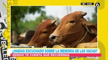 Datos curiosos sobre las vacas