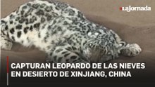 Capturan leopardo de las nieves en desierto de Xinjiang, China