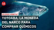 Crimen organizado canjea buche de totoaba por sustancias para drogas | Milenio Hábitat