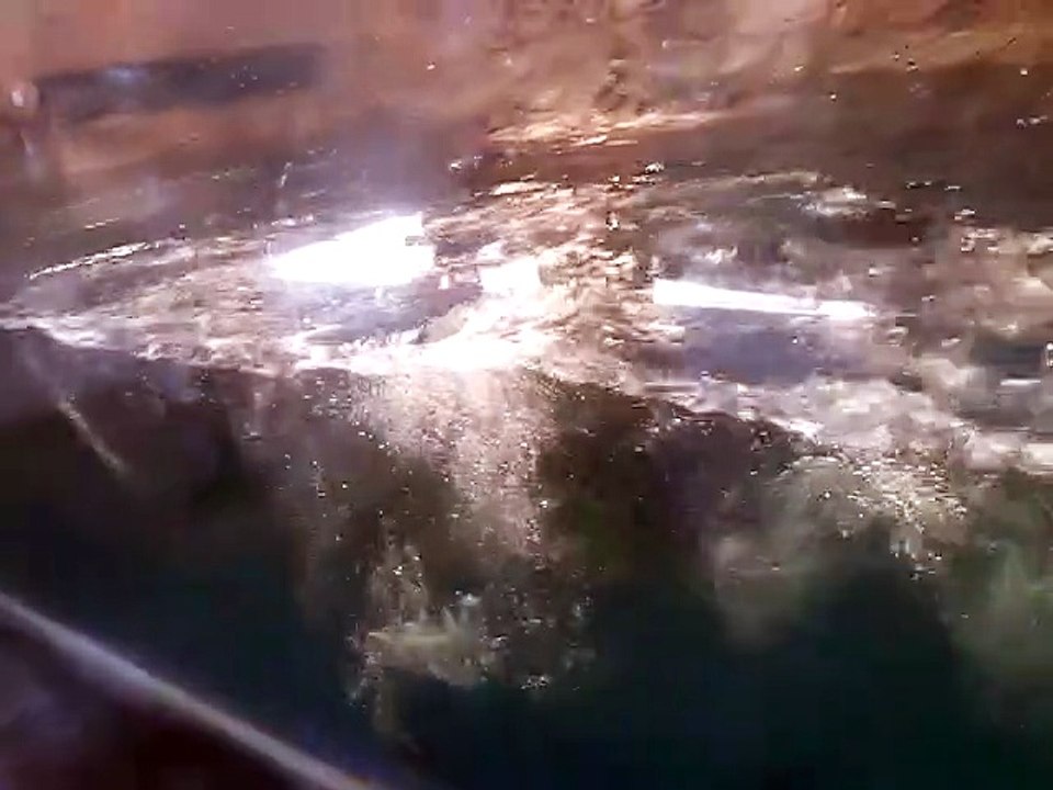 Lobos marinos nadando en el Gran Acuario Mazatlán, 28 de marzo de 2026