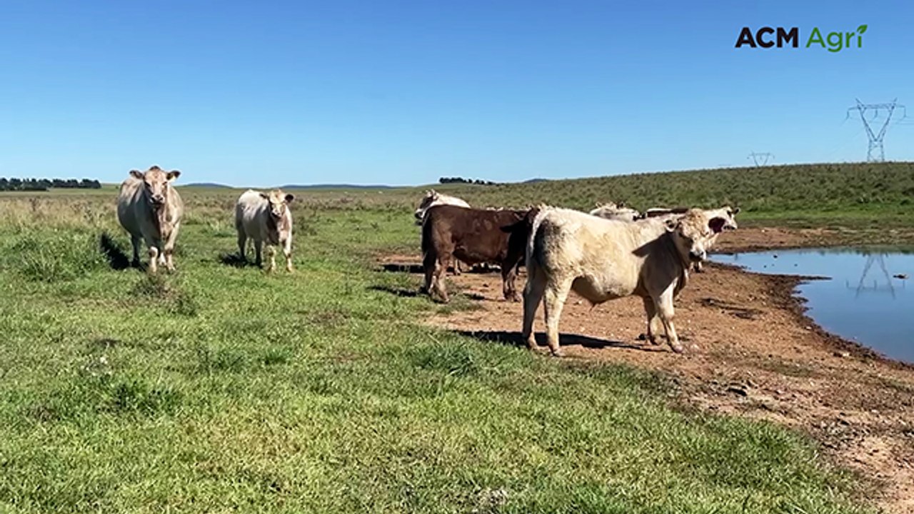 Goulburn couple complement cattle operation with integrated butchery