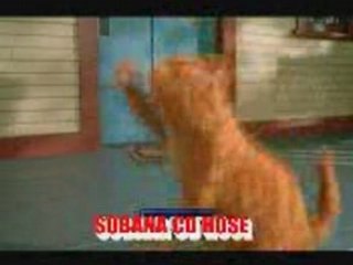 Video DANSE OF CAT ON TAMIL SONG - danse, of, cat, on, comed