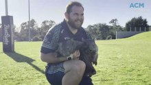 Brumbies star reveals passion for wombat rescue