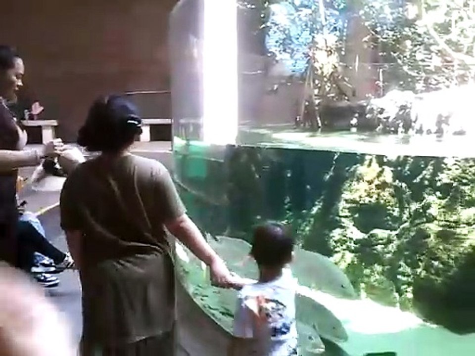 Personas viendo peces blancos en el Gran Acuari...