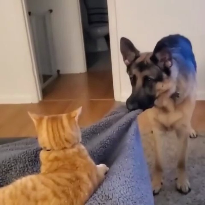 #GERMAN SHEPHERD DOG #FUNNY GERMAN SHEPHERD #GSD #SHORT VIDEO 💕🐶😂😂😂FOLLOW ME plz