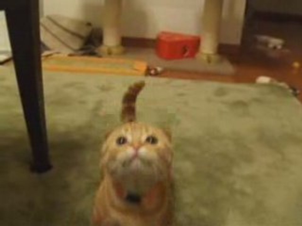 le chat potté en vrai !!!
