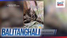 Kuting na idinuyan at hinele ng fur lola nito, kinaaaliwan online | Balitanghali