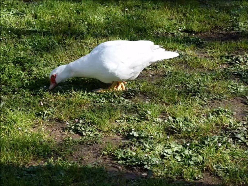 Canards