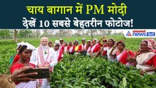 PM Modi Plucking Tea Leaves : जब अचानक चाय बागान पहुंचे मोदी, तोड़ी चाय की पत्तियां और ली सेल्फी