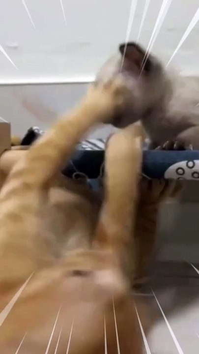 เมื่อเจ้าส้มเล่นกับน้อง ทีใครทีมันเดี๋ยวรอโตก่อนนะ