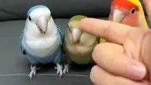 The Last Bird’s Reaction Will Have You CRYING!