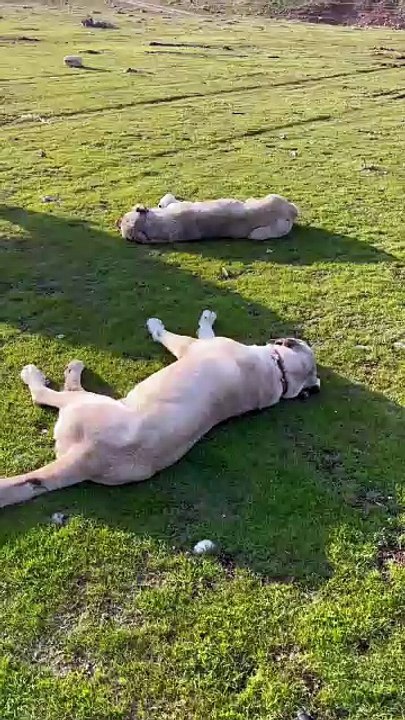 Dog & Little lamb friendship 🐶unbelievable movements 🐑