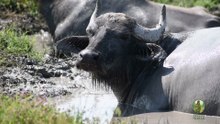 Romania's River Buffalo — A Disappearing Tradition