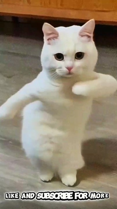 Cute ai cat dancing funny cat dancing