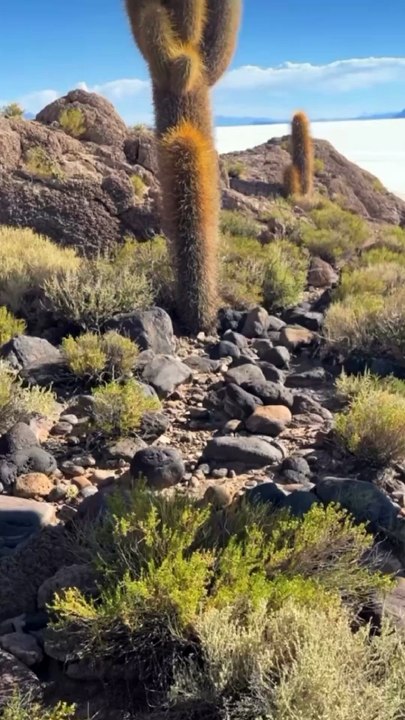 BELLE île aux cactus en Bolivie