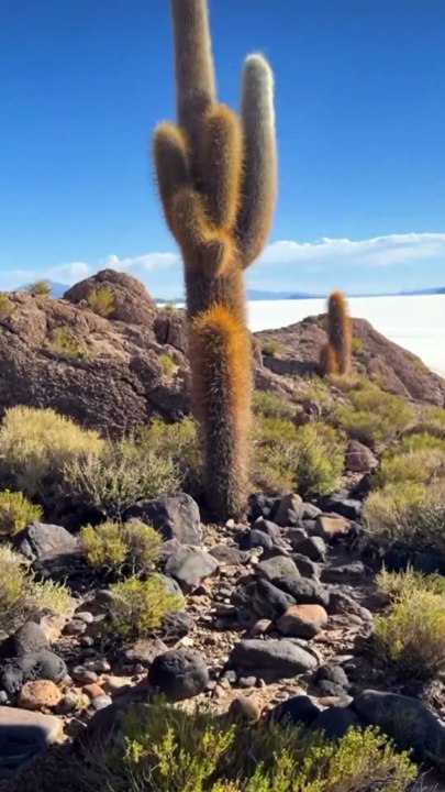 Île aux cactus en Bolivie