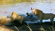 Wildlife Animals Fighting Scene