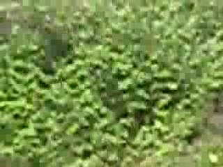 galop chouchous au pré