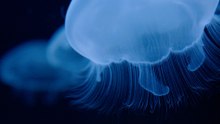 Caring for 300 Jellyfish Isn't as Easy as It Looks