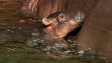 Underwater Births Bring a New Male Calf to River Hippos