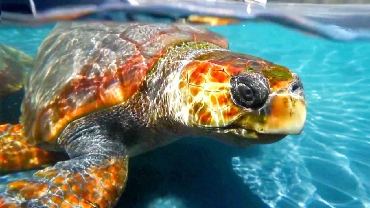 Loggerhead Sea Turtles Stage a Comeback; Global Warming May Be Helping