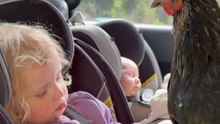 Toddler Wakes Up Happy When Pet Chicken Appears