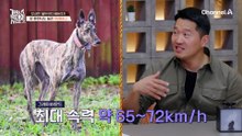 희귀 견종 브리타니 스패니얼이 떴다?! 쌍둥이 늑대의 등장! 도착하자마자 뛴다?!