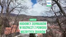 Grecja: producenci biją na alarm – tysiące ton ziemniaków gnije