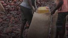 The Bitter Side of Chocolate: Unsold Cocoa and Rising Losses